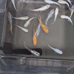 ミックスメダカ若魚20匹以上(01)の画像