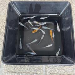 ミックスメダカ若魚20匹以上(01)の画像