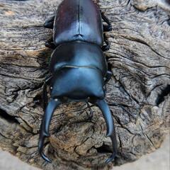 大型コクワガタ♂46ミリ40ミリ♀2匹の画像