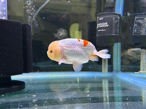 らんちゅう（150cm）
