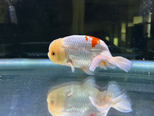 らんちゅう（150cm）