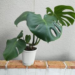 モンステラ 観葉植物