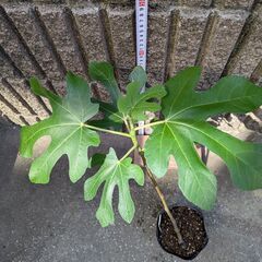 イチジク ロンドボルドー 苗木の画像