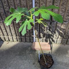イチジク ロンドボルドー 苗木の画像