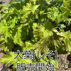 新鮮野菜　大葉