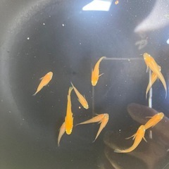 メダカ　鶴崎楊貴妃の画像