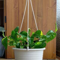 観葉植物[ポトス]の画像