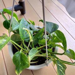 観葉植物[ポトス]の画像