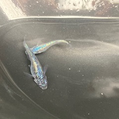ネプチューン　稚魚　15匹