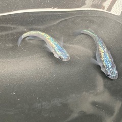 ネプチューン　稚魚　15匹の画像