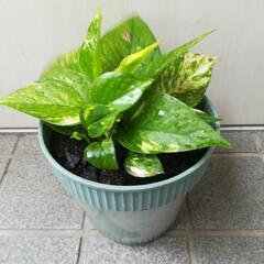 マーブルポトス 観葉植物 ①