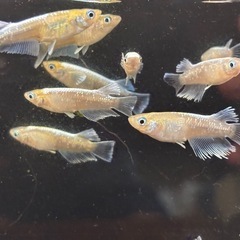 商談中🐟青エメキン メダカ 15匹 雌雄有🐟写真現物の画像