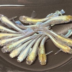 商談中🐟青エメキン メダカ 15匹 雌雄有🐟写真現物の画像