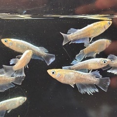 商談中🐟青エメキン メダカ 15匹 雌雄有🐟写真現物の画像