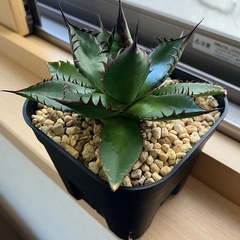 アガベ　ホリダ　チタノタ　陽炎　　多肉植物　観葉植物の画像