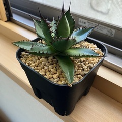 アガベ　ホリダ　チタノタ　陽炎　　多肉植物　観葉植物の画像
