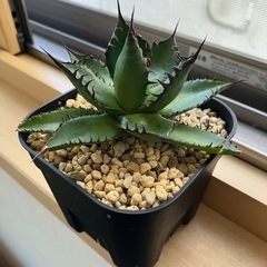 アガベ　ホリダ　チタノタ　陽炎　　多肉植物　観葉植物の画像