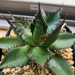 アガベ　ホリダ　チタノタ　陽炎　　多肉植物　観葉植物