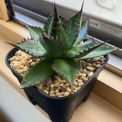アガベ　ホリダ　チタノタ　陽炎　　多肉植物　観葉植物の画像
