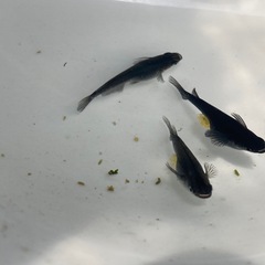 オロチ　稚魚20匹