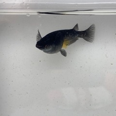 オロチ　稚魚20匹の画像