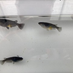 オロチ　稚魚20匹の画像