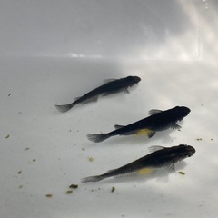 オロチ　稚魚20匹の画像