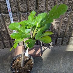 イチジク ビオレソリエス 苗木の画像