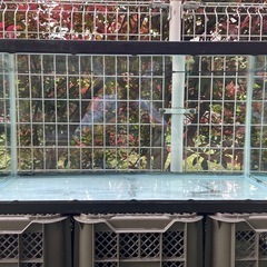 90cm ガラス水槽
