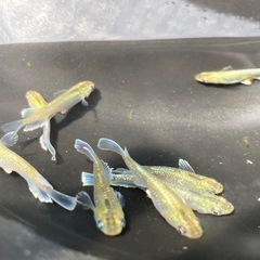夢中メダカ様血統　マリアージュキッシングワイドフィン　エメラルドタイプ稚魚10匹の画像