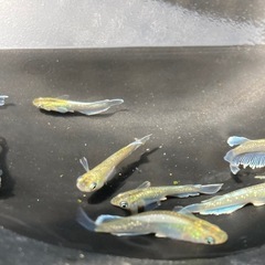 夢中メダカ様血統　マリアージュキッシングワイドフィン　エメラルドタイプ稚魚10匹の画像