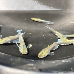 夢中メダカ様血統　マリアージュキッシングワイドフィン　エメラルドタイプ稚魚10匹の画像