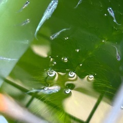 メダカ❗️ ミユキメダカの子供達になります‼️   