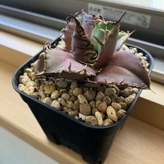 アガベ　チタノタ　スーパーシーザー　凱撒　多肉植物　観葉植物