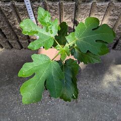 イチジク ハニードロップ 苗木の画像