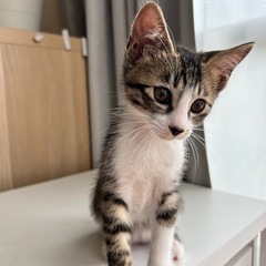 一時保護していた生後2ヶ月の子猫