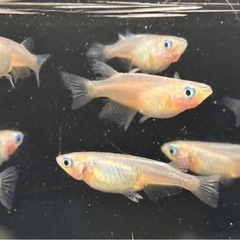 🐟しずく メダカ 10匹 雌雄有🐟写真現物の画像
