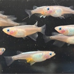 🐟しずく メダカ 10匹 雌雄有🐟写真現物の画像