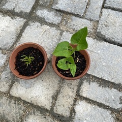 ほうれん草とインゲンの苗まとめて
