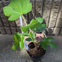 イチジク ロードス 苗木の画像