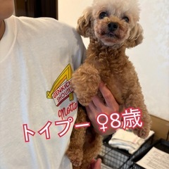 トイプー女の子♪