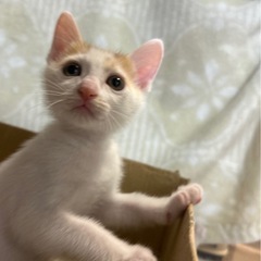 しーくん🩷6月22日赤煉瓦の譲渡会に参加‼️