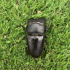 オオクワガタ能勢YG成虫　不全　標本