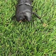 オオクワガタ能勢YG成虫　不全　標本の画像