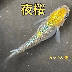 夜桜（ダルマ因子持ち）生体販売