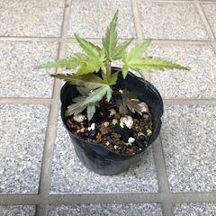 紅葉🍁もみじ苗木🌱