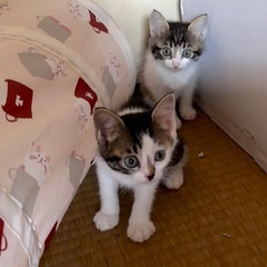 人懐っこいかわいい仲良し姉妹　1ヶ月半　