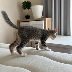 生後2ヶ月のメス猫
