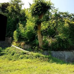 ガーデニング・園芸を教えて頂ける方　一緒にガーデン庭作り　…
