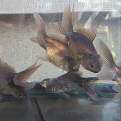 ブラックドラゴン　金魚　当歳の画像